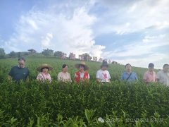 旨正在善茶树发展